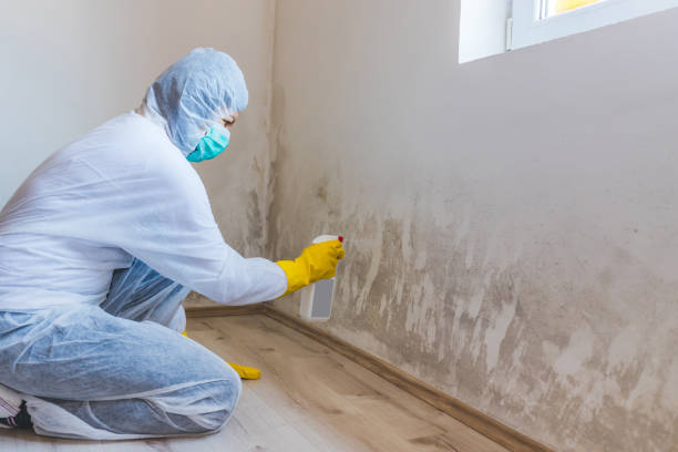 Licensed Mold Testing service in Dayton, OR - WQB Mold Removal