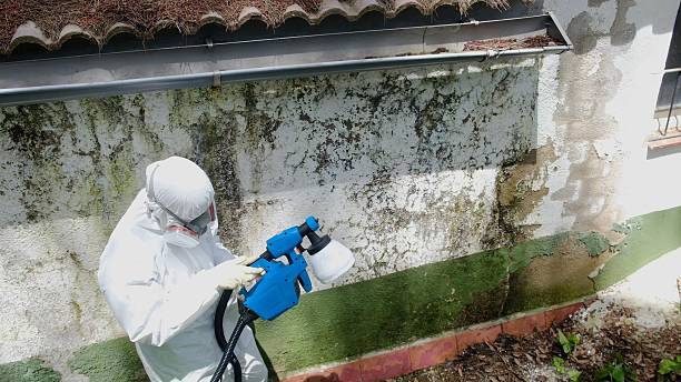 Top rated local Mold Testing specialists in Dayton, OR